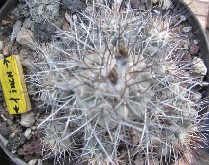 Turbinicarpus <br>gieldorfianus