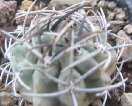 Eriosyce <br>paucicostata