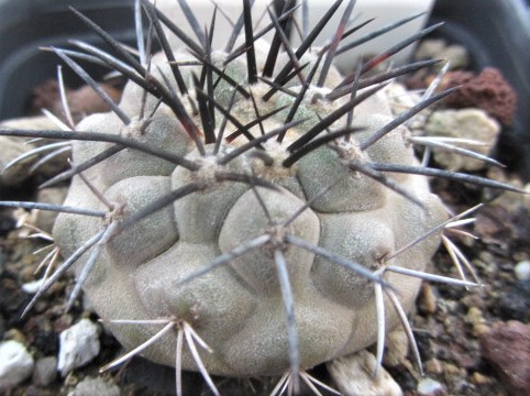 Copiapoa <br>longistaminea