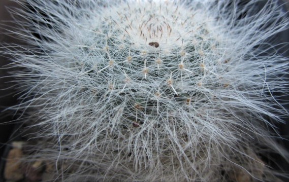 Mammillaria <br>hahniana 