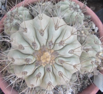 Copiapoa haseltoniana
