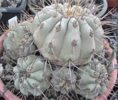 Copiapoa <br>haseltoniana