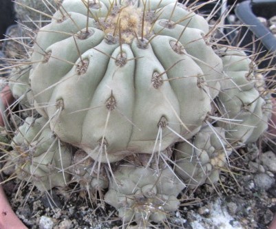 Copiapoa <br>haseltoniana