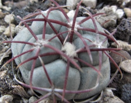 Thelocactus <br>hexaedrophorus lloydii