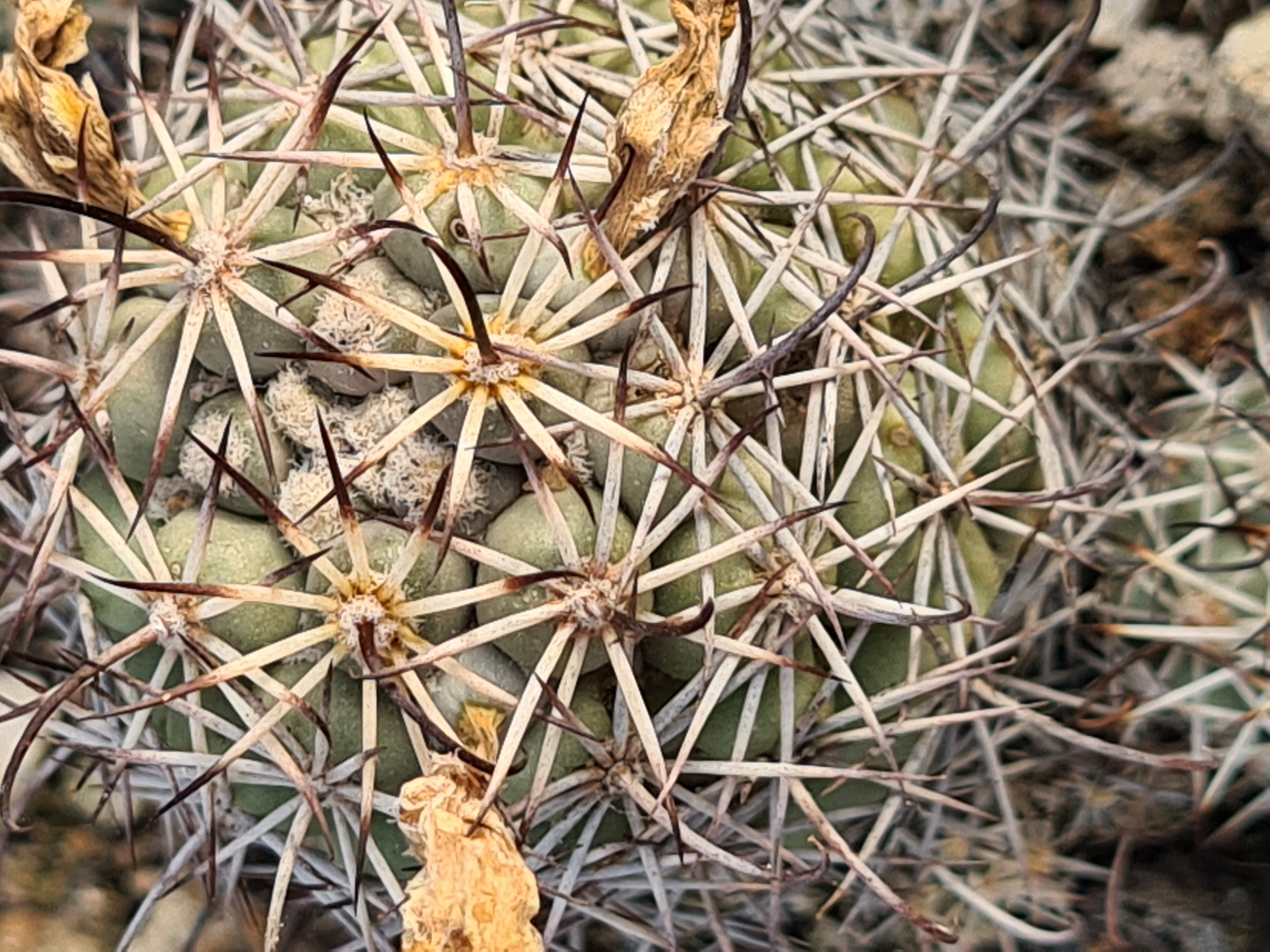 Mammillaria <br>schumanni