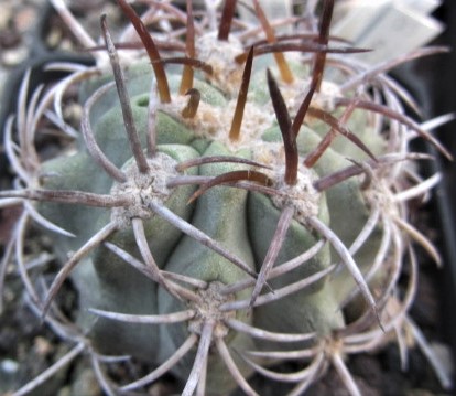 Copiapoa <br>solaris