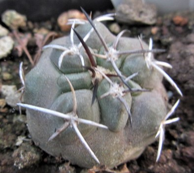 Copiapoa <br>coquimbana vallenarensis