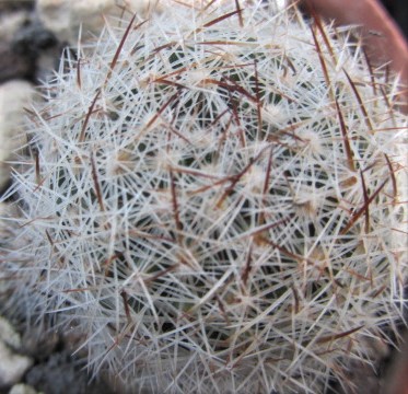 Escobaria <br>vivipara bisbeana