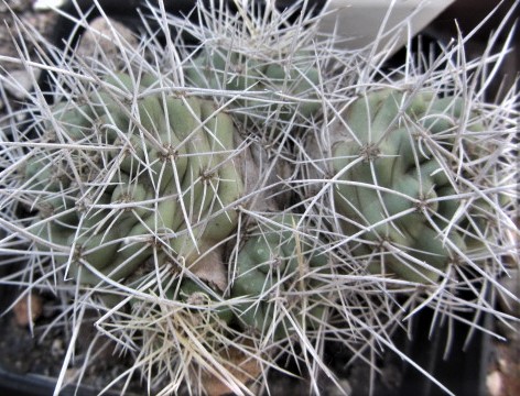 Echinocereus <br>triglochidiatus mohavensis