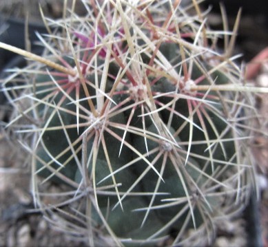 Thelocactus <br>bicolor forma