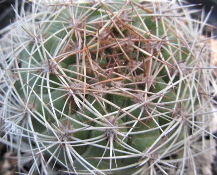 Matucana <br>sp cajamarca