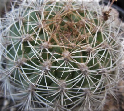 Matucana <br>sp cajamarca