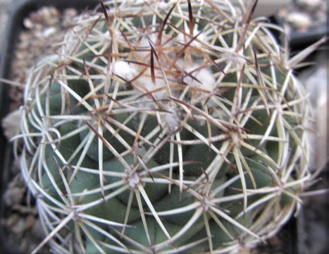 Coryphantha <br>reduncispina