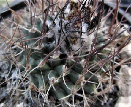 Turbinicarpus <br>hybrid