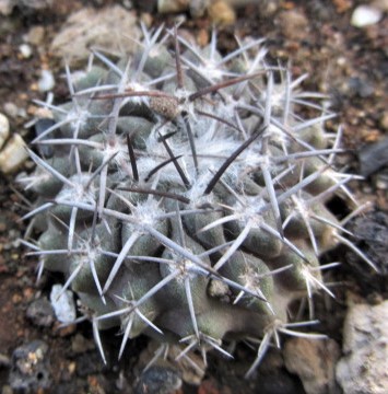 Eriosyce <br>paucicostata floccosa