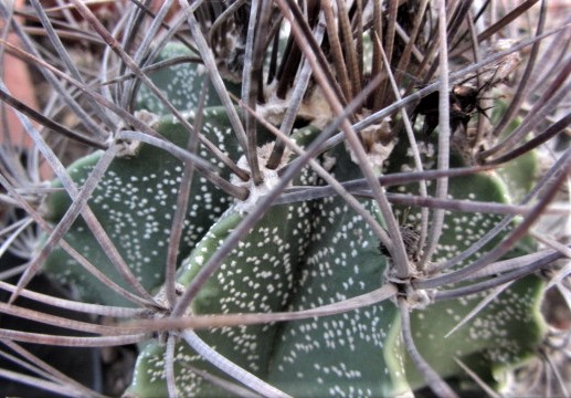 Astrophytum <br>capricorne