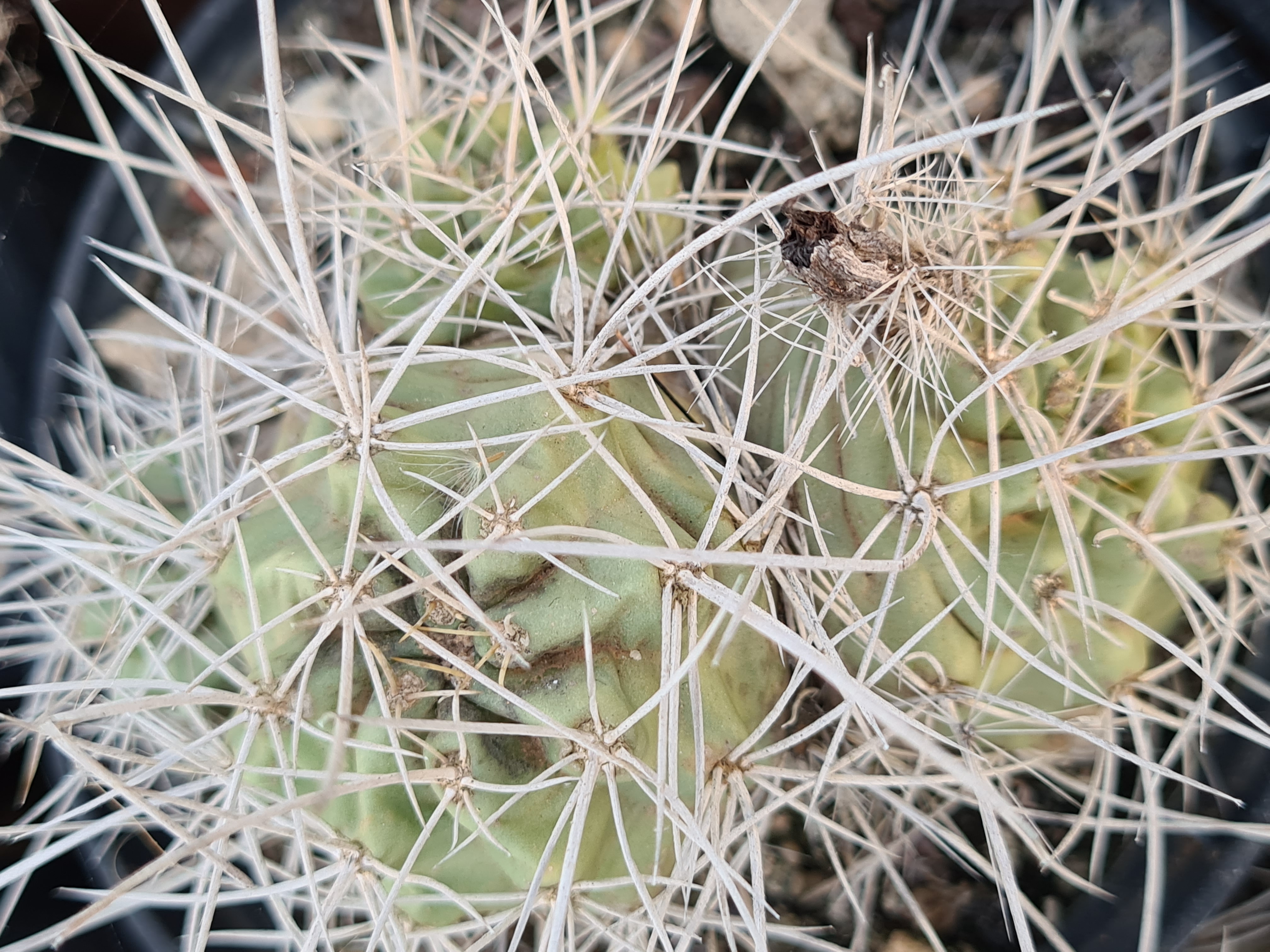 Echinocereus <br>triglochidiatus mohavensis