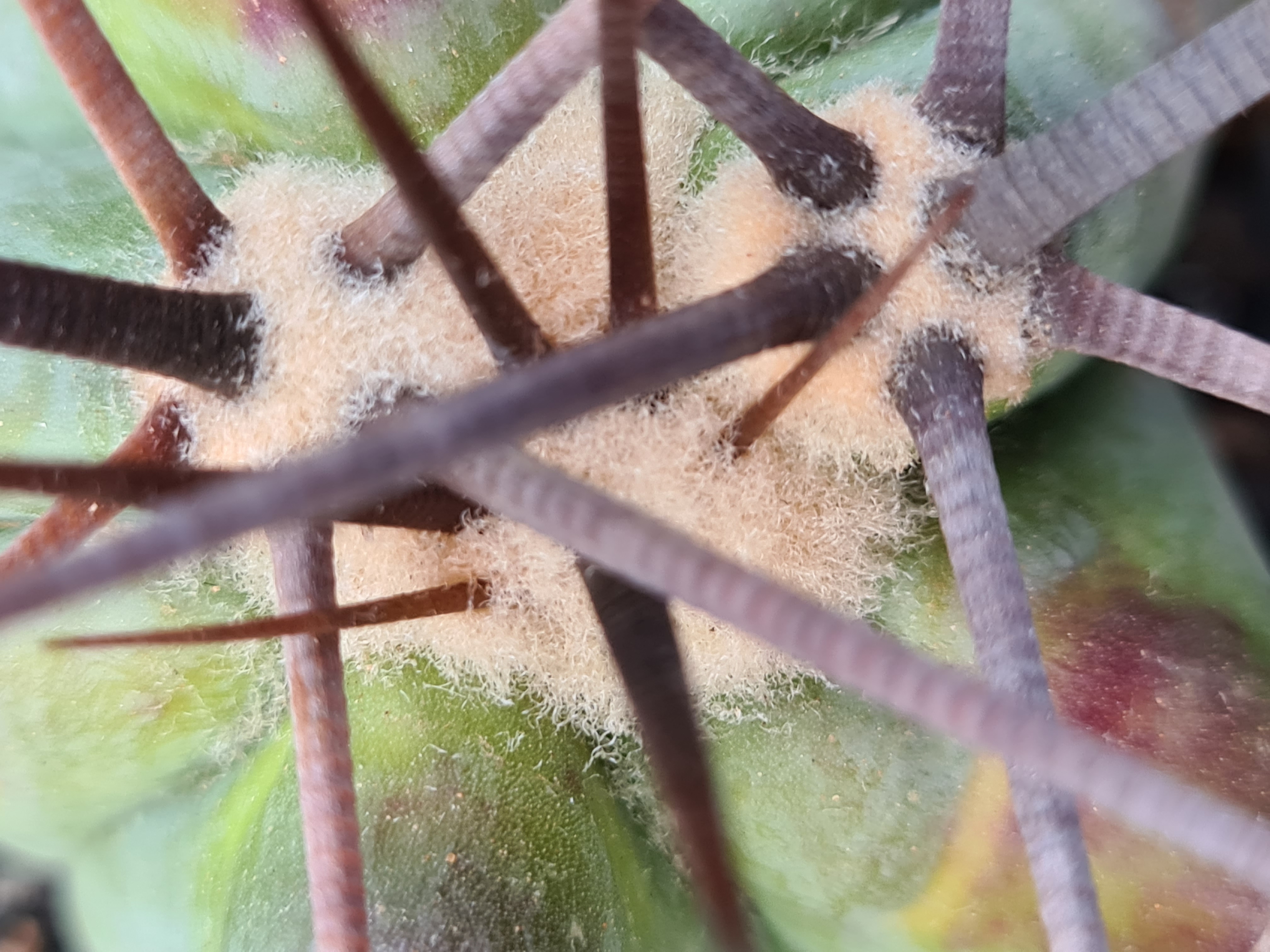Echinocactus <br>ingens fa blue