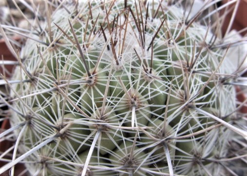 Thelocactus <br>conothelos 