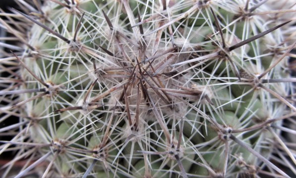 Thelocactus <br>conothelos 