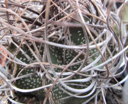 Astrophytum <br>capricorne