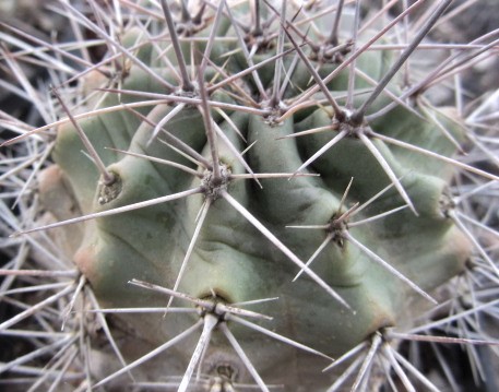 Echinocereus <br>coccineus guerney 