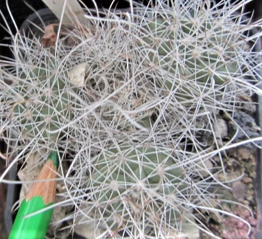 Mammillaria <br>setispina