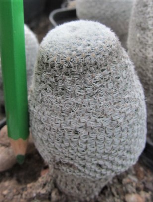 Mammillaria <br>aff pseudoperbella