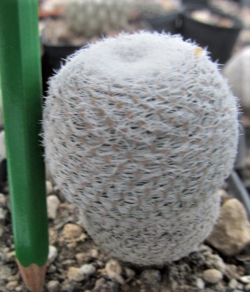 Mammillaria <br>aff pseudoperbella