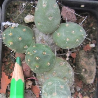 Tephrocactus <br>russelli
