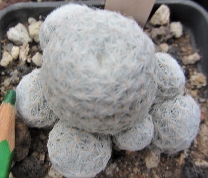 Mammillaria <br>humboldtii