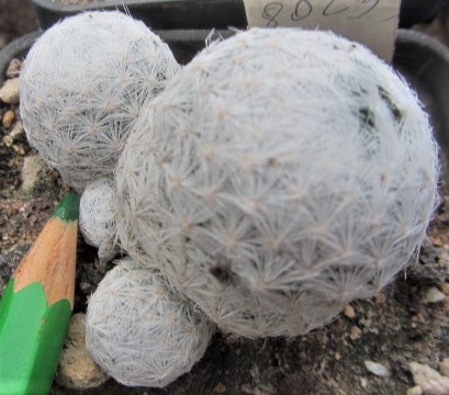 Mammillaria <br>humboldtii