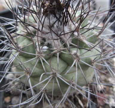 Turbinicarpus <br>gieldorfianus