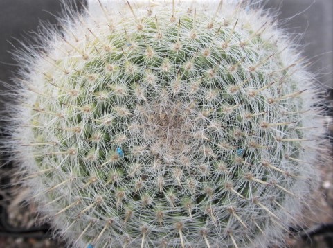 Mammillaria <br>morganiana