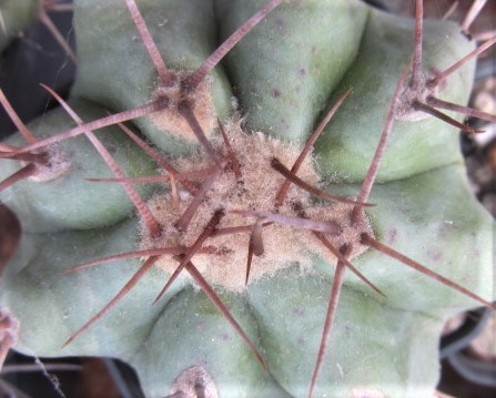 Echinocactus <br>grandis 