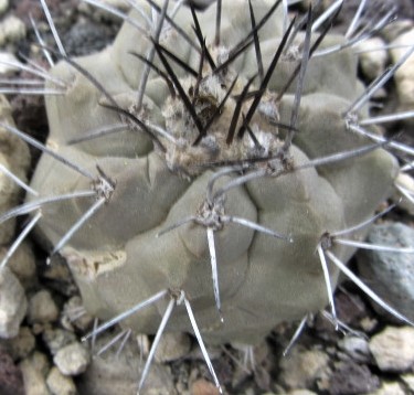 Copiapoa <br>ahremephiana