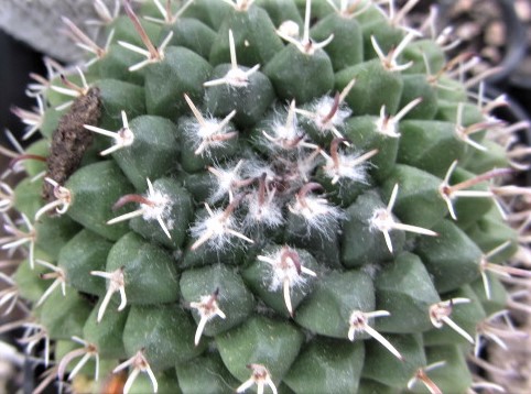 Mammillaria <br>uncinata 