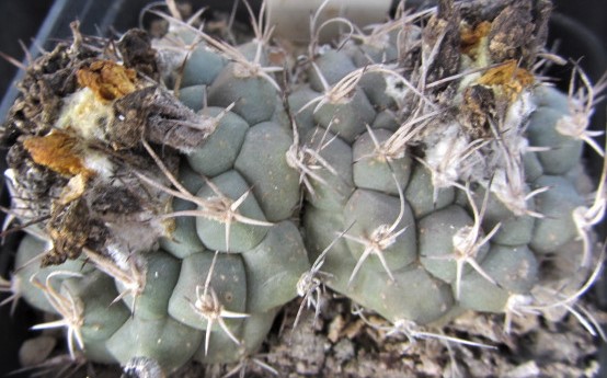 Turbinicarpus <br>lophophoroides