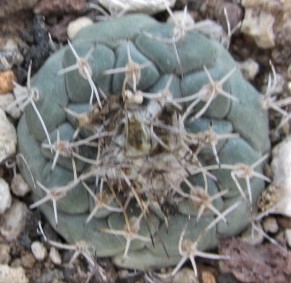 Turbinicarpus <br>lophophoroides