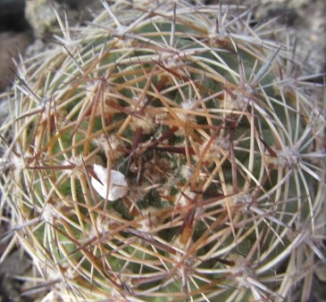 Matucana <br>intertexta