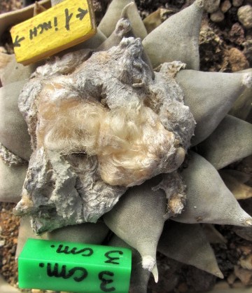 Ariocarpus <br>retusus furfuraces