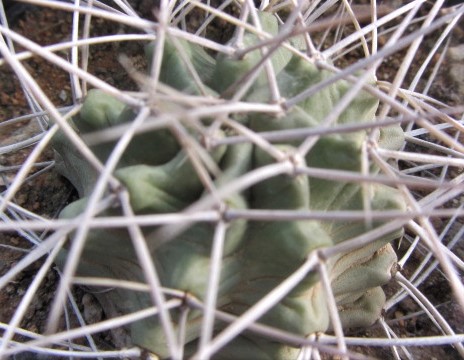 Echinocereus <br>triglochidiatus gonacanthus 