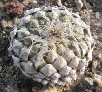 Encephalocarpus <br>strobiliformis 