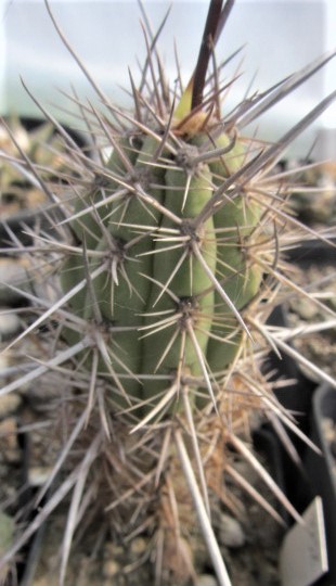 Trichocereus <br>sp
