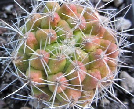 Thelocactus <br>conothelos garciae