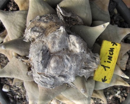 Ariocarpus <br>retusus furfuraces