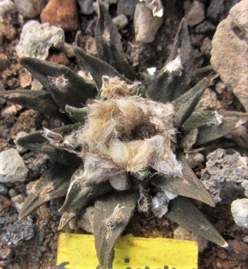 Ariocarpus cv f2 x agavoides x ret