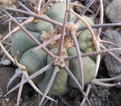 Echinocactus <br>horizonthalonius