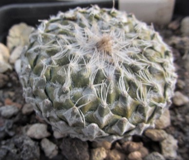 Encephalocarpus strobiliformis 