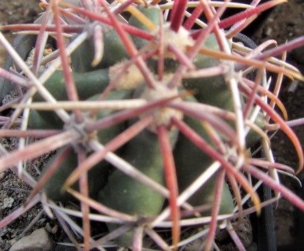 Ferocactus <br>gatesii
